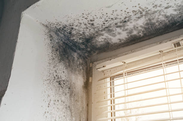 Affordable Mold Removal solutions in Forest Park, IL